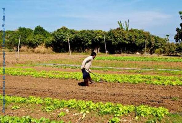 agriculturaecologica La agricultura ecológica y la calidad de vida del agricultor | Sitio Web/Blog JoseMaPadron